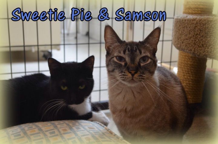 Sweetie Pie & Samson 2