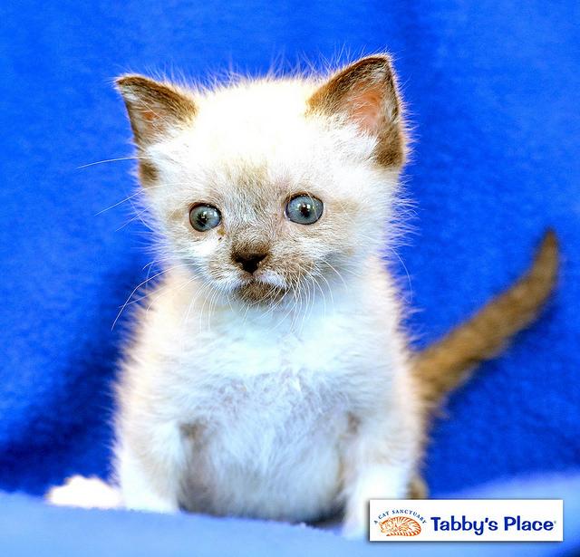Tanzanite, an adopted Siamese in Ringoes, NJ_image-1