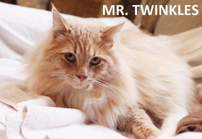 Mr. Twinkles