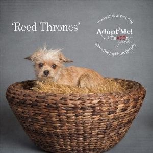 Reed Thrones