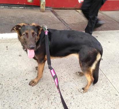Freyja, an adopted German Shepherd Dog & Shepherd Mix in New York, NY_image-2