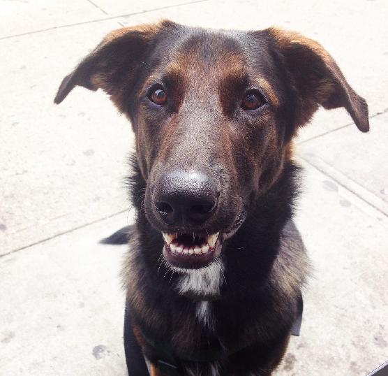 Freyja, an adopted German Shepherd Dog & Shepherd Mix in New York, NY_image-1