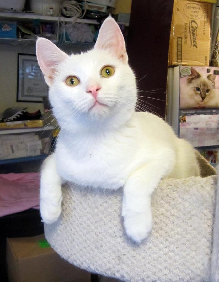 Deaf white cats for 2024 adoption