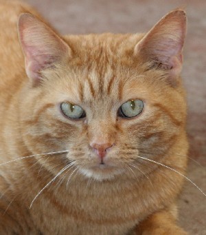 Roosevelt, an adoptable Tabby in Savannah, MO, 64485 | Photo Image 1