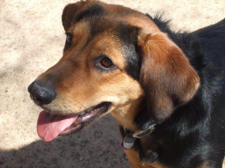 Hattie, an adoptable Labrador Retriever Mix in Dallas, TX_image-1