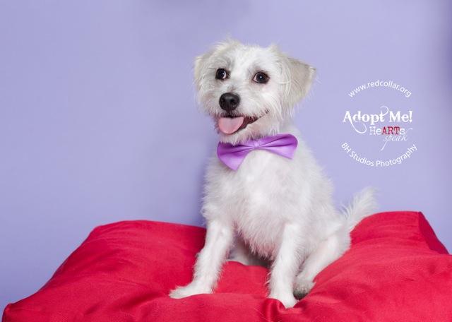 Castle, an adopted Poodle & West Highland White Terrier / Westie Mix in Houston, TX_image-3