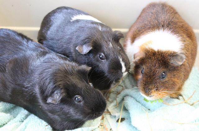 Trio of guinea pigs
