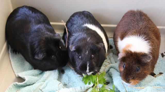 Trio of guinea pigs 2