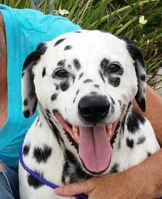 Cindy - Seeking Sponsors, an adoptable Dalmatian in San Diego, CA, 92104 | Photo Image 1