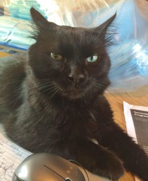Orkney - laid back, good family cat