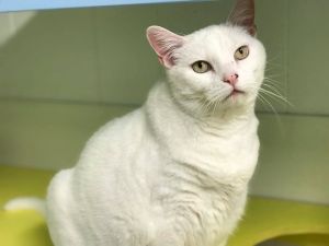 Cat For Adoption Snowball A Domestic Short Hair In Topeka Ks Petfinder