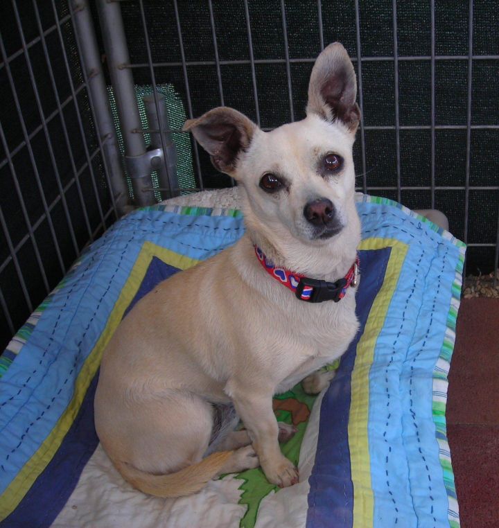 Kloee, an adopted Chihuahua Mix in Agua Dulce, CA_image-2