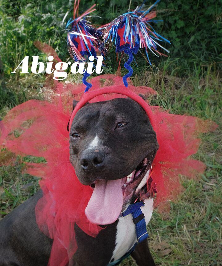 Abigail (Volunteer Favorite, Affectionate & Playful) - FOSTER 2