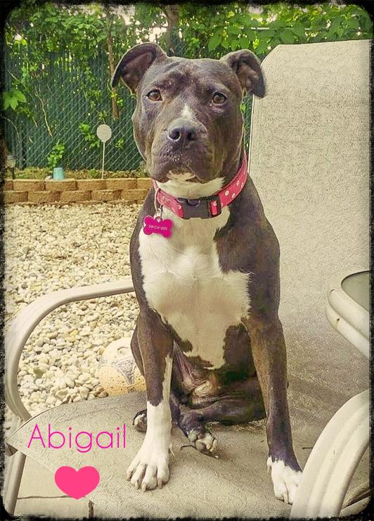 Abigail (Volunteer Favorite, Affectionate & Playful) - FOSTER, an adopted Pit Bull Terrier & Labrador Retriever Mix in Jersey City, NJ_image-1