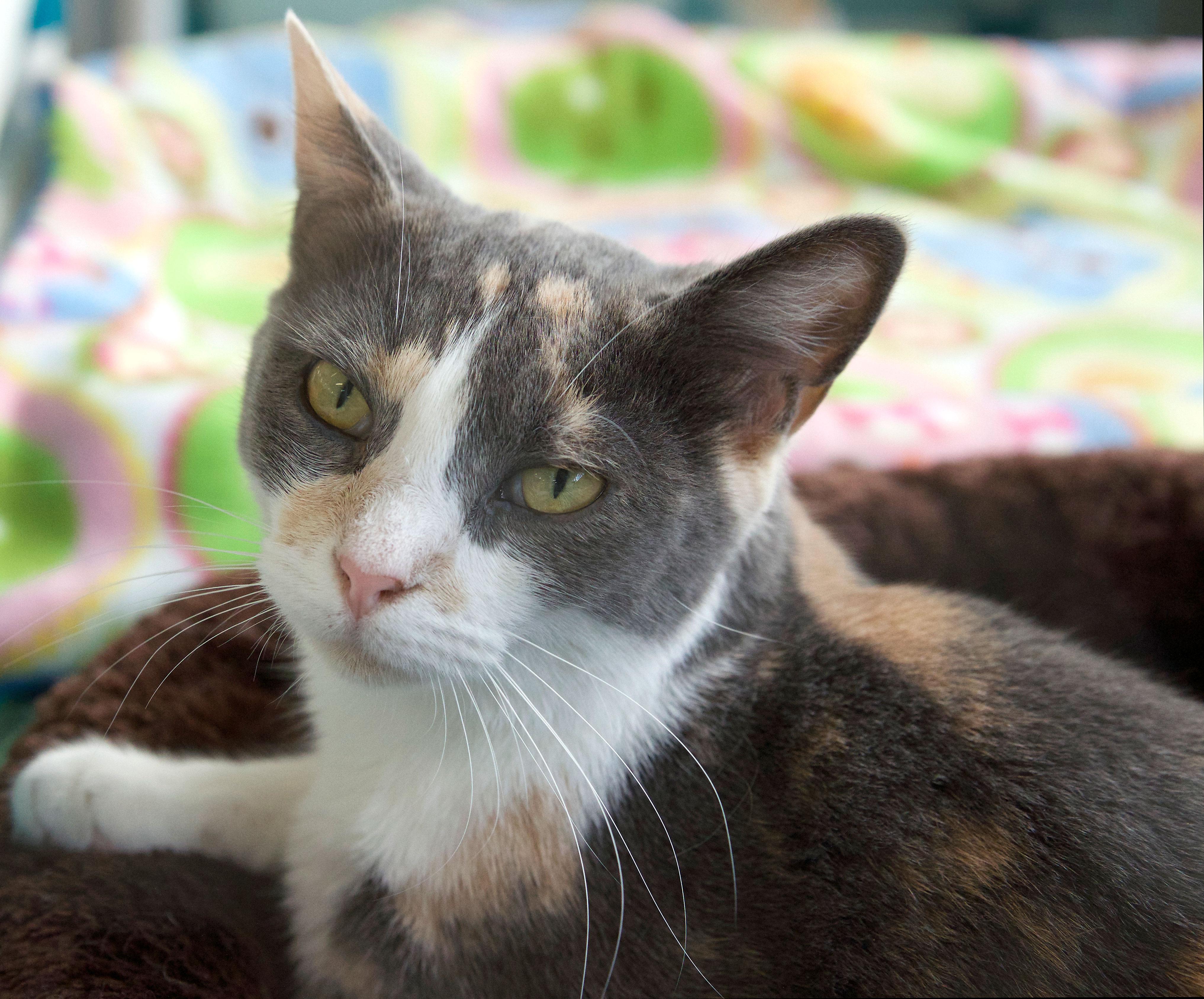 Hvala, an adoptable Domestic Short Hair, Dilute Calico in St. Louis, MO, 63110 | Photo Image 1