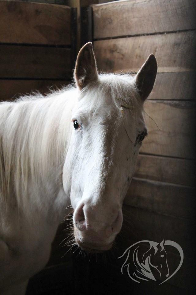 Jake Fiddy, an adopted Appaloosa in Huntington, WV_image-2