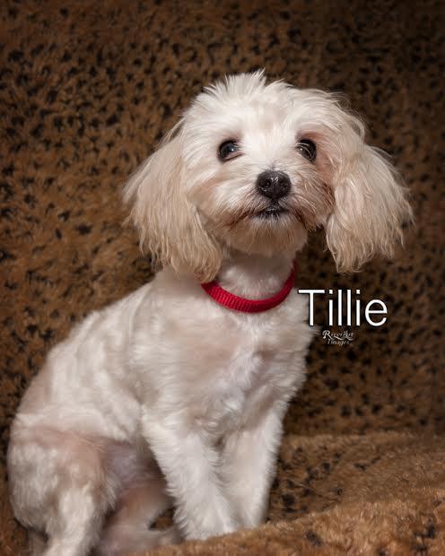 Tillie 1