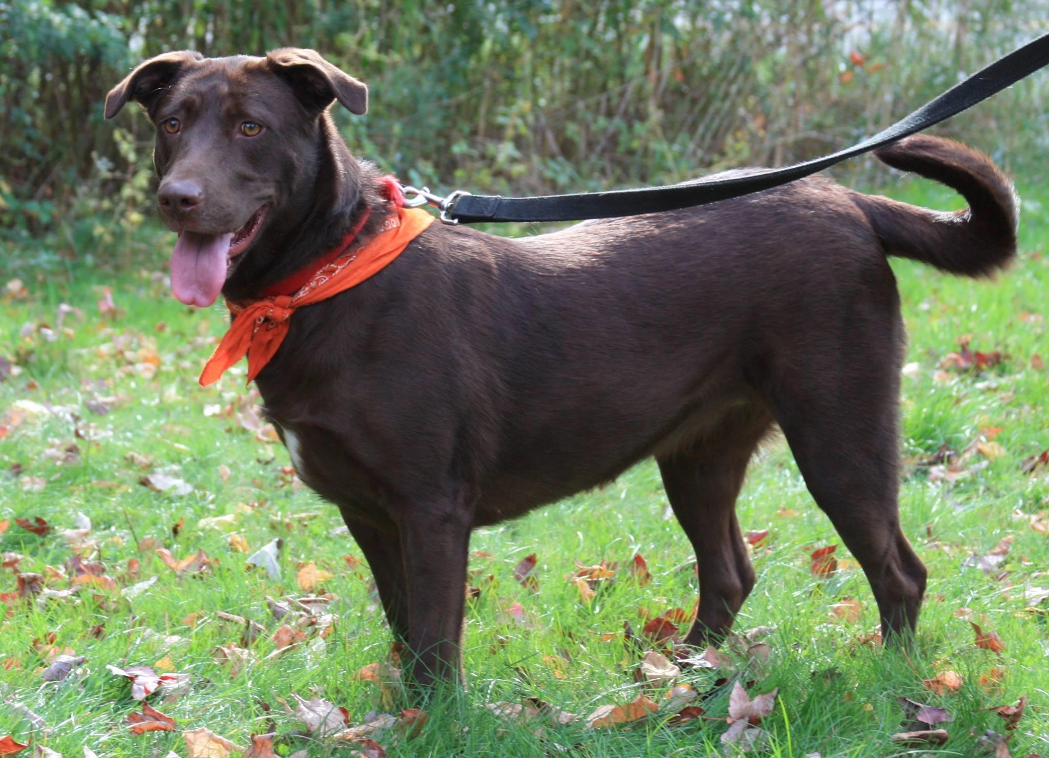 Latte, an adoptable Chesapeake Bay Retriever, Chocolate Labrador Retriever in Southington, CT, 06489 | Photo Image 3