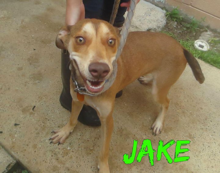 Jake 2