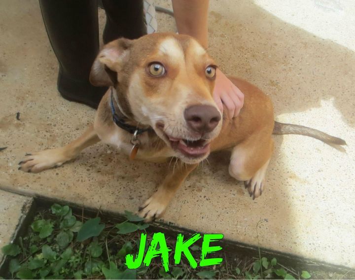 Jake 3