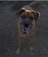 Bodie, an adoptable Boxer, Labrador Retriever in Oakhurst, CA, 93644 | Photo Image 1