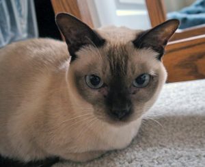 Di & Jordan *Offered by Owner" Tonkinese Seniors