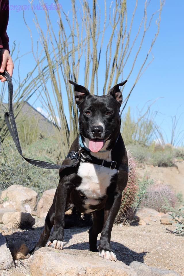 Adele, an adoptable Pit Bull Terrier in Gilbert, AZ, 85295 | Photo Image 1