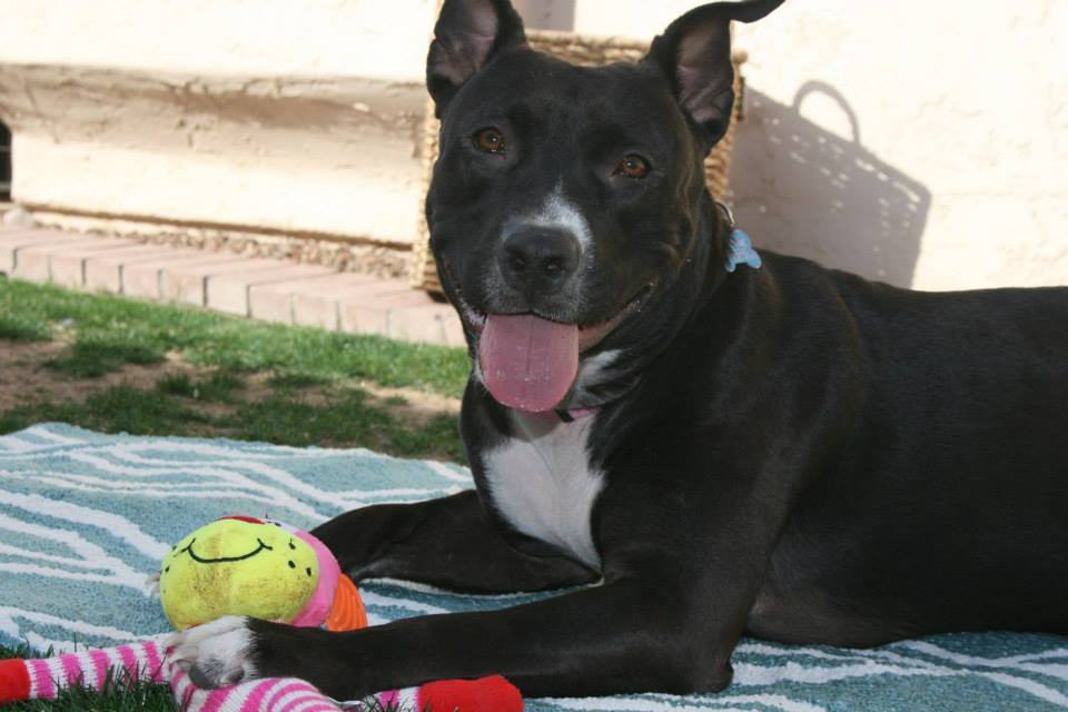 Adele, an adoptable Pit Bull Terrier in Gilbert, AZ, 85295 | Photo Image 6