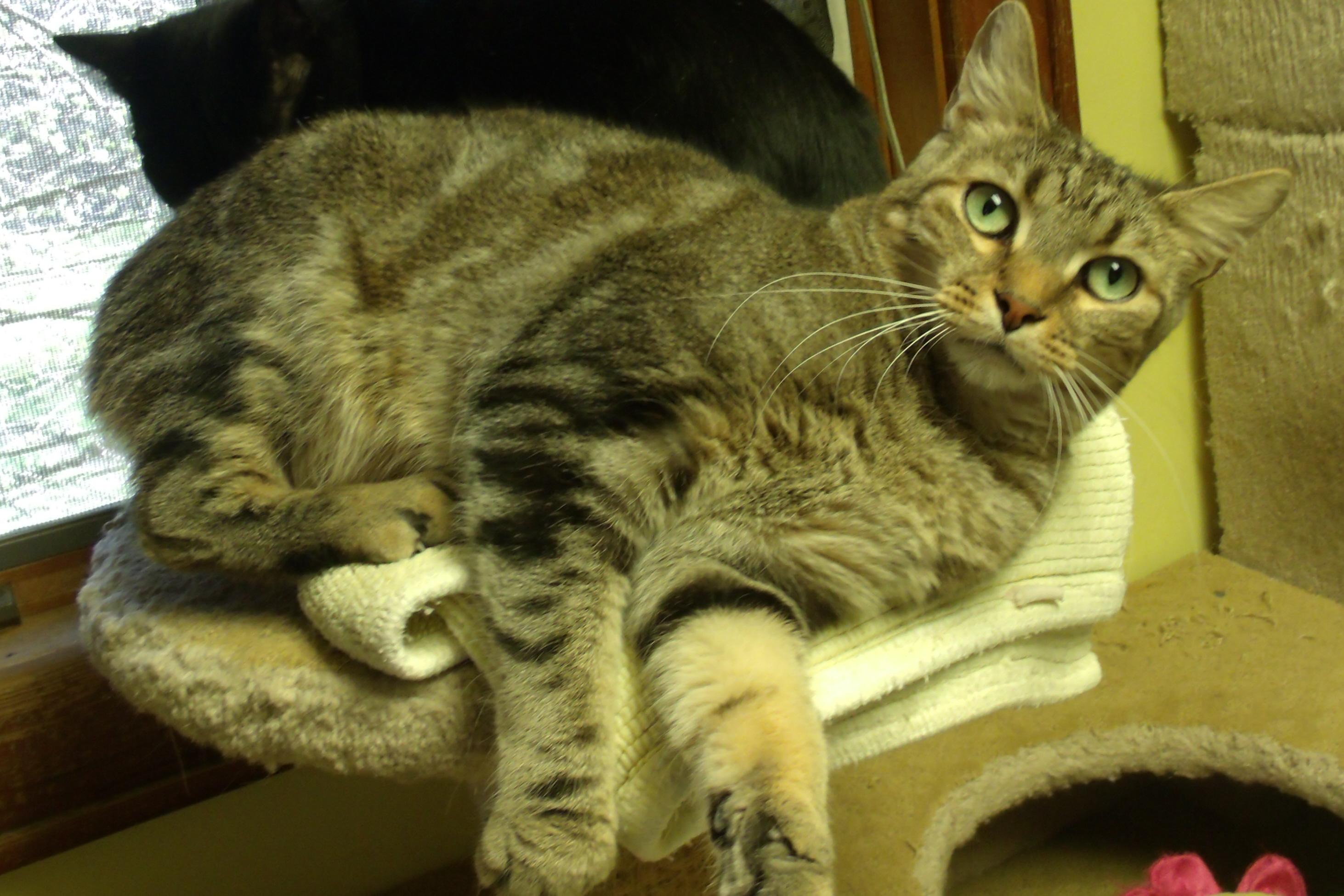 WALLACE, an adoptable Domestic Short Hair in Acme, PA, 15610 | Photo Image 1