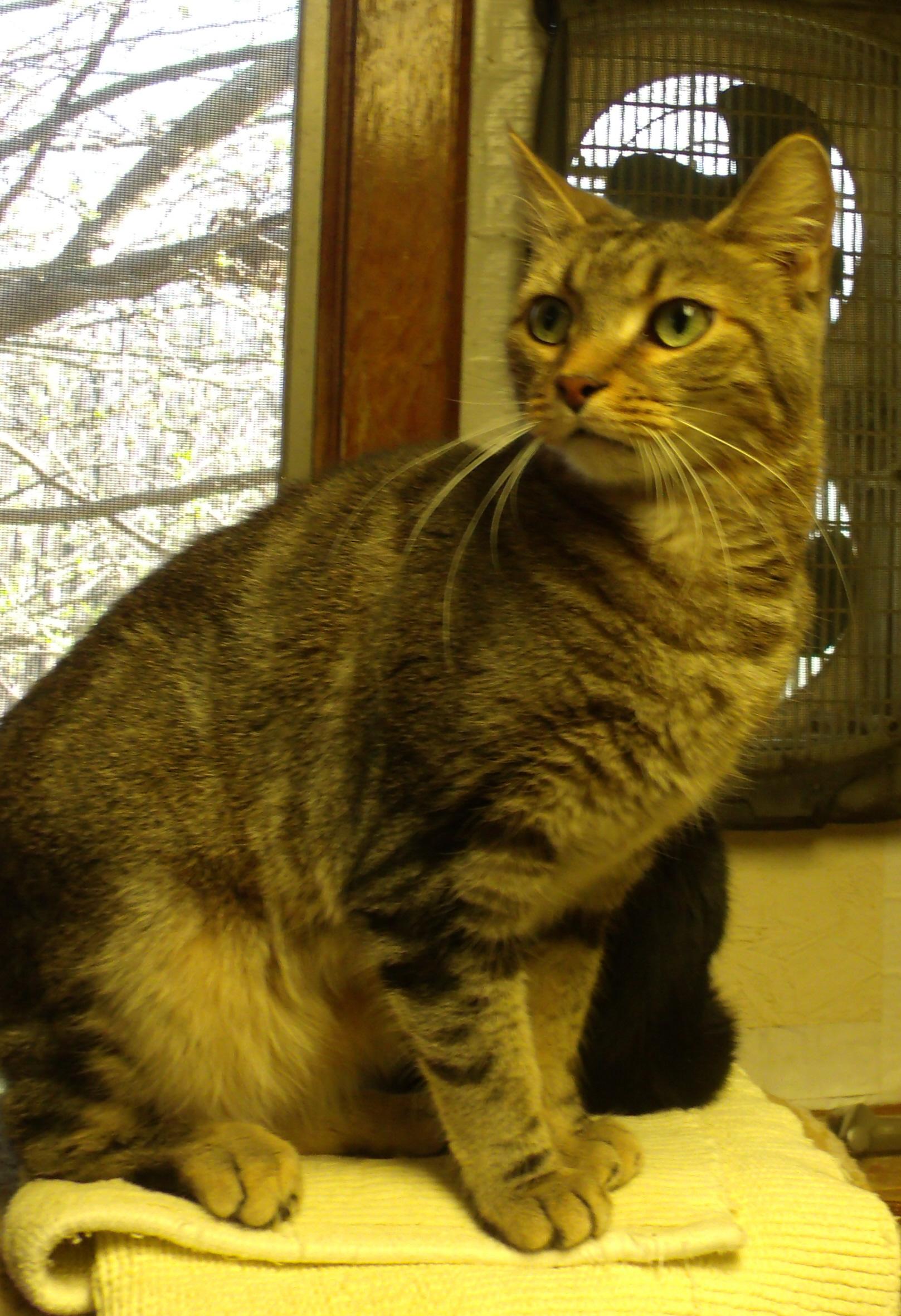 WALLACE, an adoptable Domestic Short Hair in Acme, PA, 15610 | Photo Image 2
