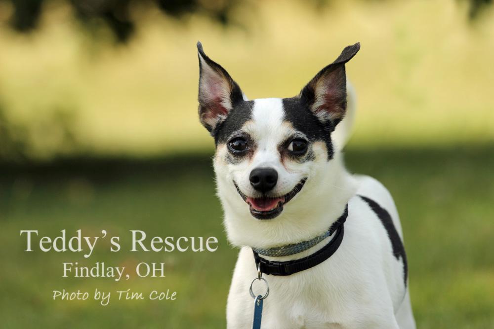 Bruno, an adoptable Rat Terrier in Findlay, OH, 45840 | Photo Image 1