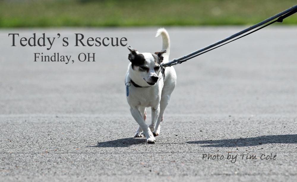 Bruno, an adoptable Rat Terrier in Findlay, OH, 45840 | Photo Image 2