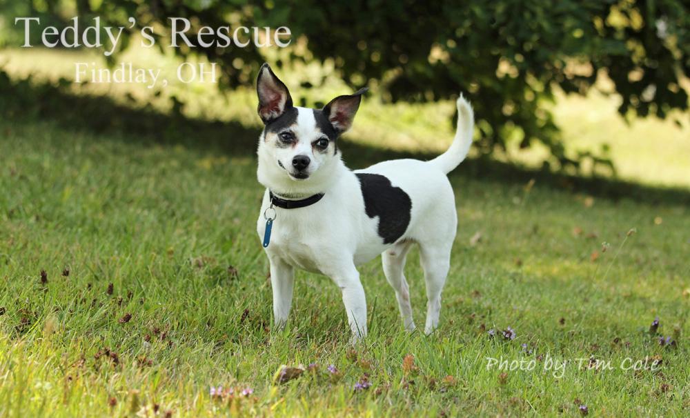 Bruno, an adoptable Rat Terrier in Findlay, OH, 45840 | Photo Image 3