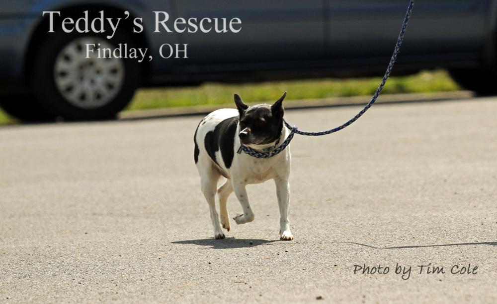 Bobo, an adoptable Rat Terrier in Findlay, OH, 45840 | Photo Image 1