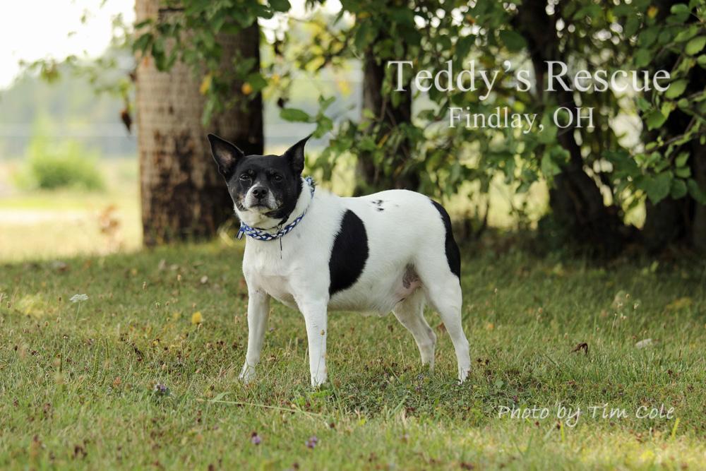 Bobo, an adoptable Rat Terrier in Findlay, OH, 45840 | Photo Image 2