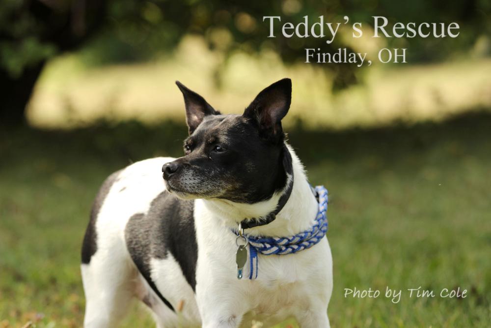 Bobo, an adoptable Rat Terrier in Findlay, OH, 45840 | Photo Image 3