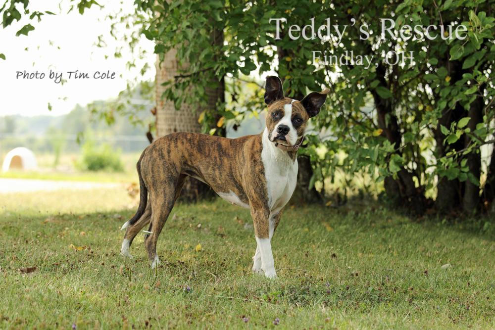 Delilah, an adoptable Pit Bull Terrier, Boxer in Findlay, OH, 45840 | Photo Image 1