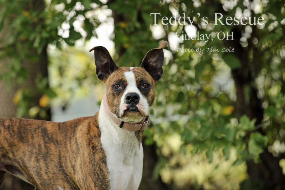 Delilah, an adoptable Pit Bull Terrier, Boxer in Findlay, OH, 45840 | Photo Image 2