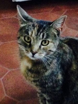 Rosie, Adult Female unknown