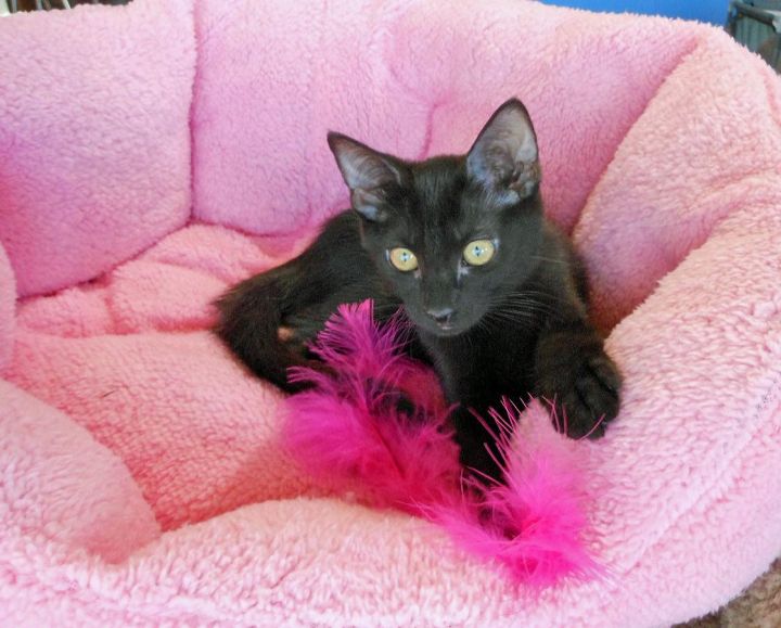 Xena, Purring Princess!, an adopted Siamese & Domestic Short Hair Mix in Glendale, AZ_image-3