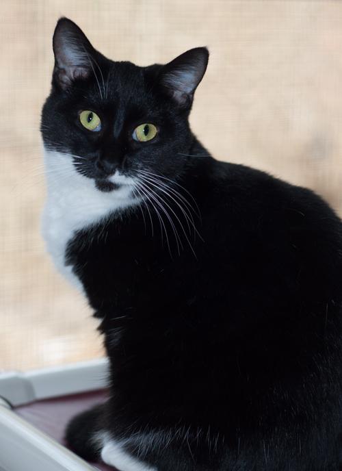 Ethel, an adoptable Domestic Short Hair in New Martinsville, WV, 26155 | Photo Image 3