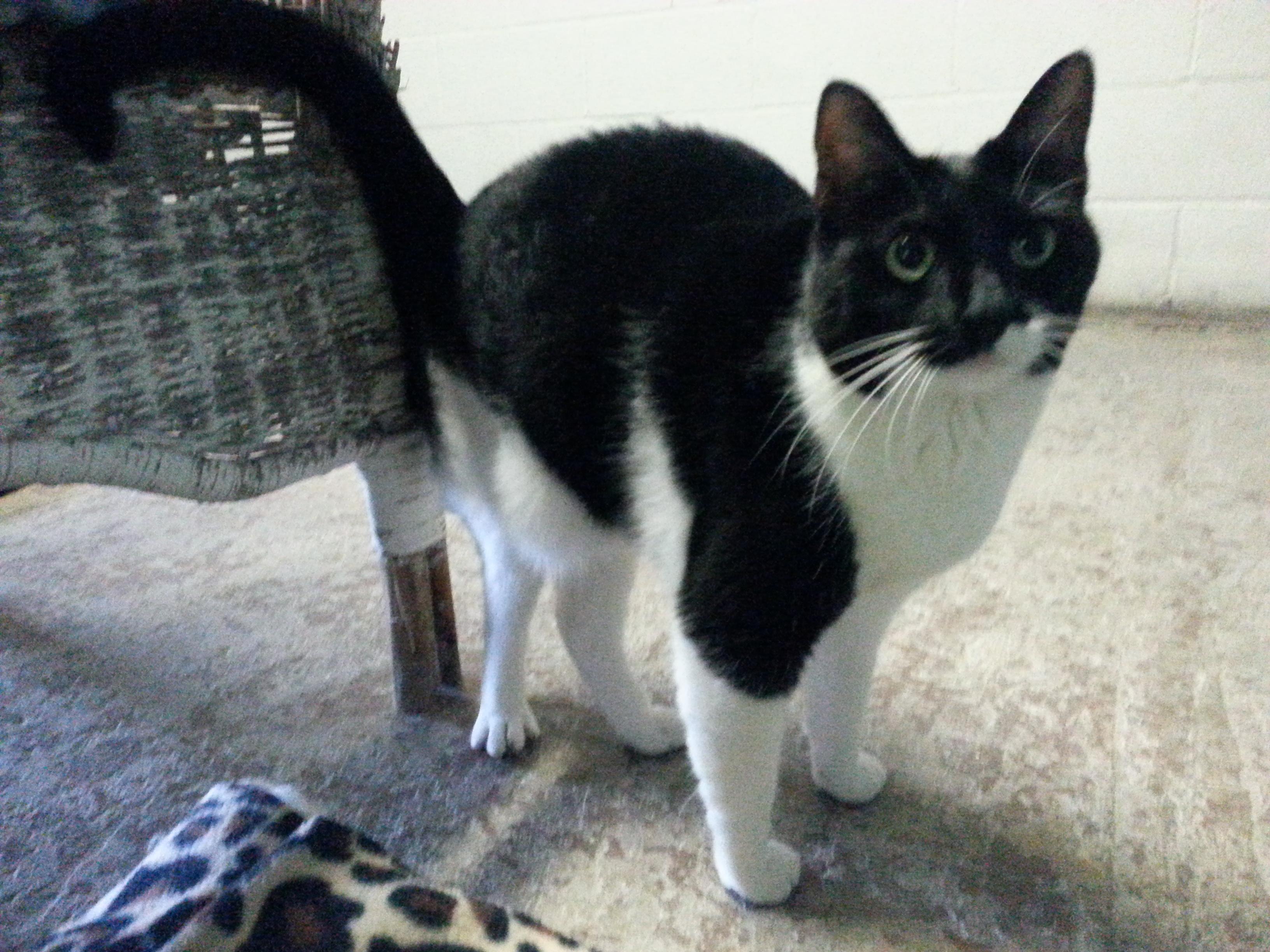 Lucy, an adoptable Domestic Short Hair in New Martinsville, WV, 26155 | Photo Image 1