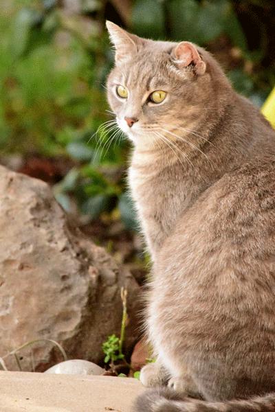 Charity, an adoptable Tabby Mix in Palo Cedro, CA_image-1