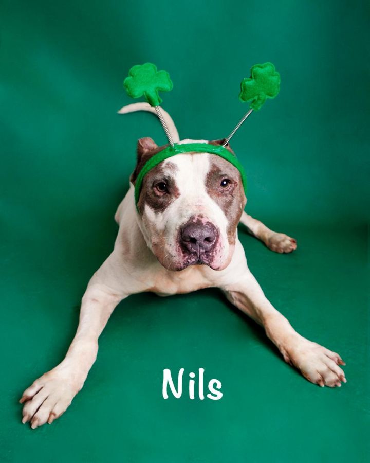 Nils (Housetrained Friendly Gentleman) 1