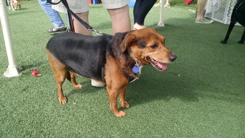 Heidi Pulaski, an adoptable Beagle in Waldorf, MD, 20604 | Photo Image 2