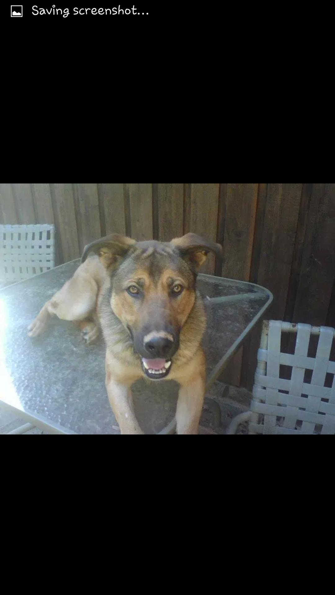 **ROCKY**, an adoptable German Shepherd Dog in Hendersonville, NC, 28739 | Photo Image 2