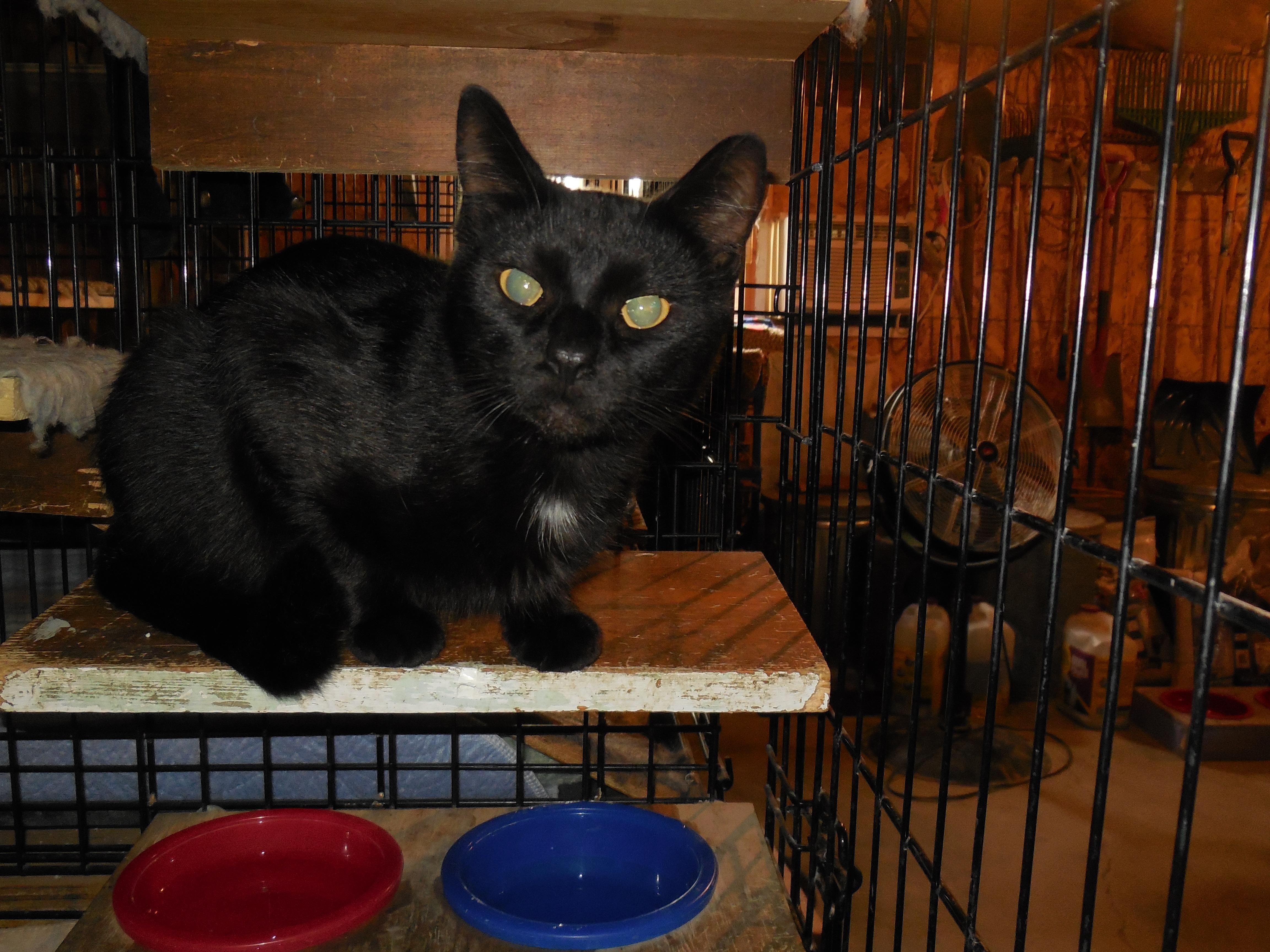 Blacky, an adoptable Domestic Short Hair in Whiting, IN, 46394 | Photo Image 1