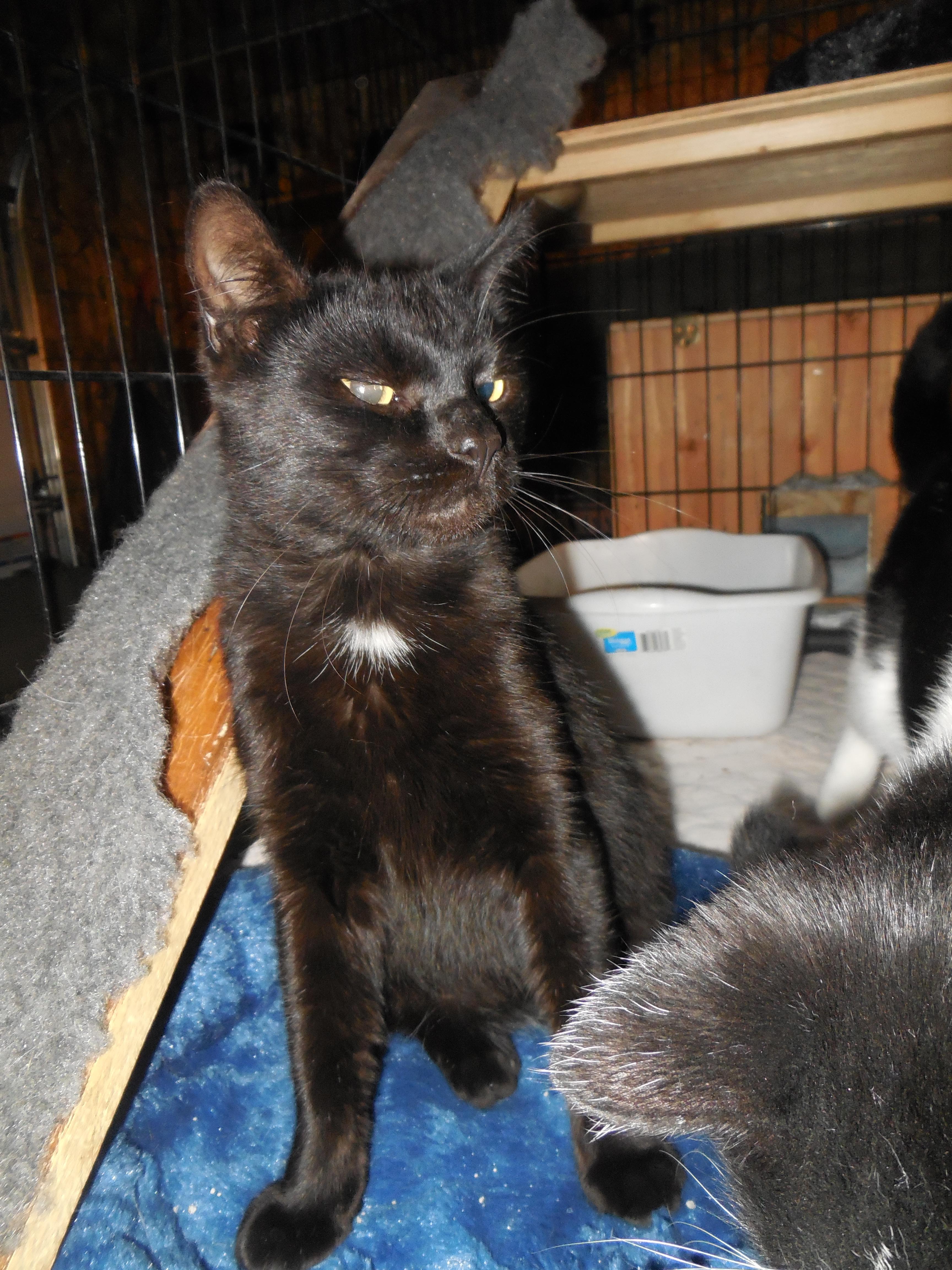 Blacky, an adoptable Domestic Short Hair in Whiting, IN, 46394 | Photo Image 3
