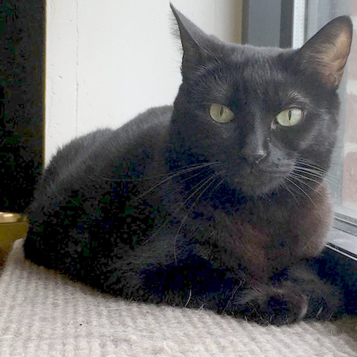 Willow II, an adoptable Domestic Short Hair in Arlington Heights, IL, 60006 | Photo Image 1