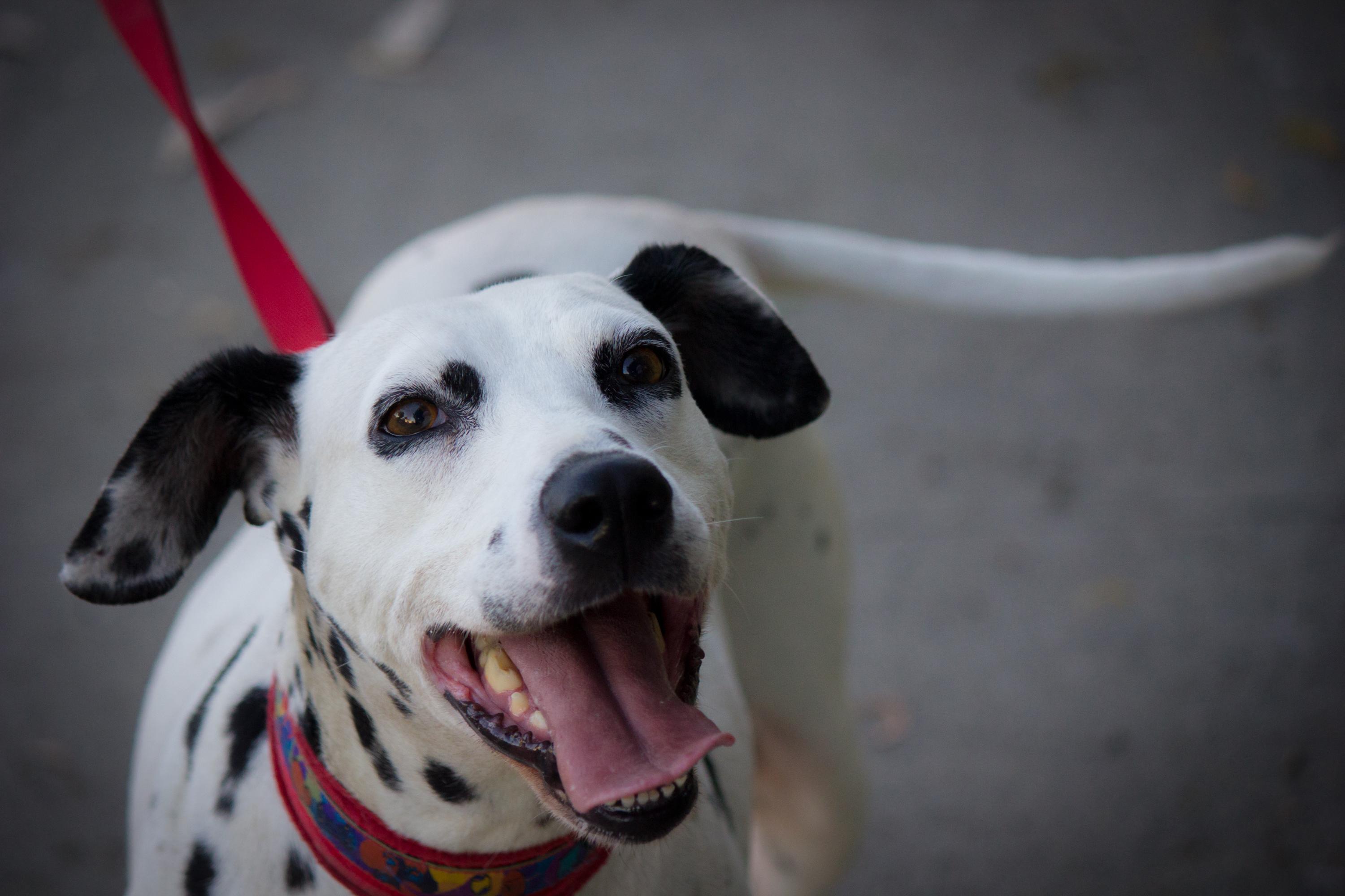 Teena - Needs Donors  Only, an adoptable Dalmatian in San Diego, CA, 92104 | Photo Image 1